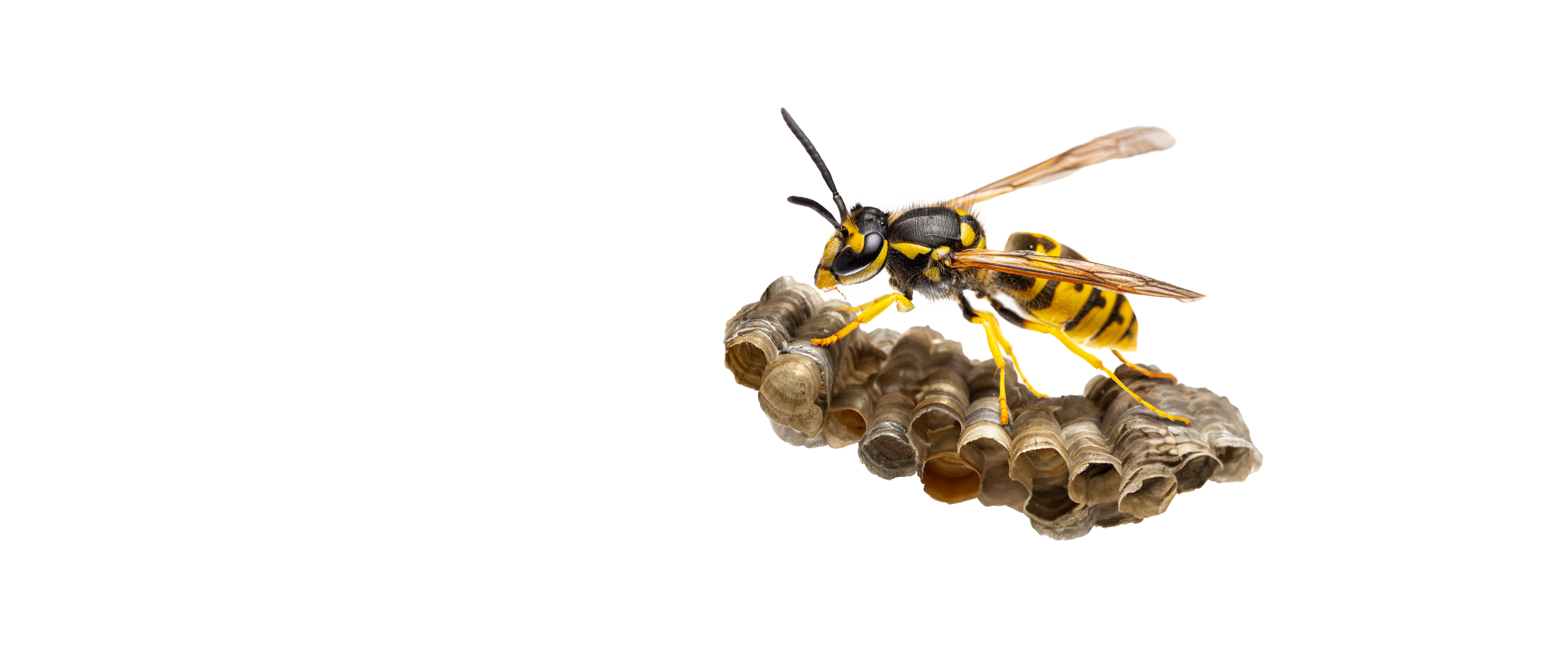 Wespe-3840x1600