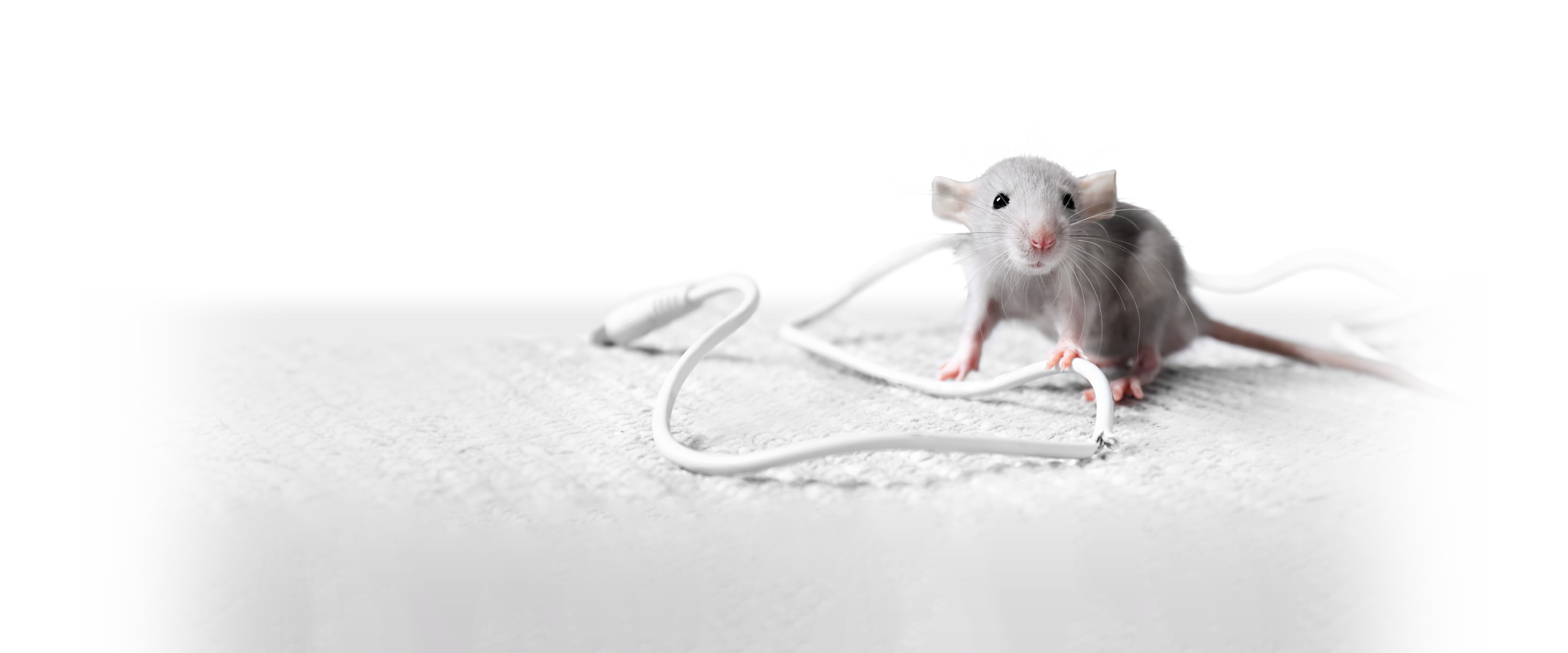 Maus-Header-Alternative-Verlauf