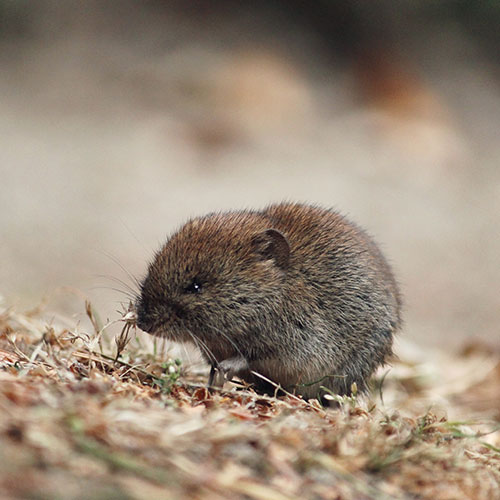 Maeusefallen fuer Feldmaus