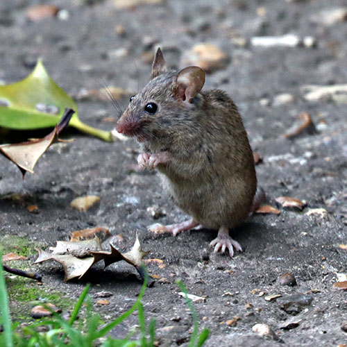 Maeusefallen fuer Hausmaus