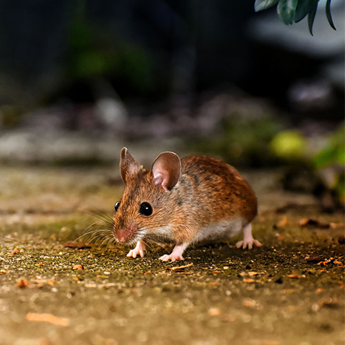 Maeusefallen fuer Waldmaus