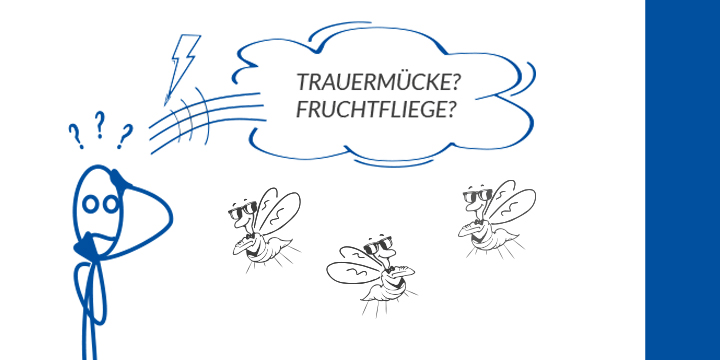 Fruchtfliegen & Trauermücken - ACHTUNG, Verwechslungsgefahr!