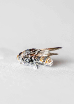 Frost-Spray zur Bekämpfung von Insekten und Nestern